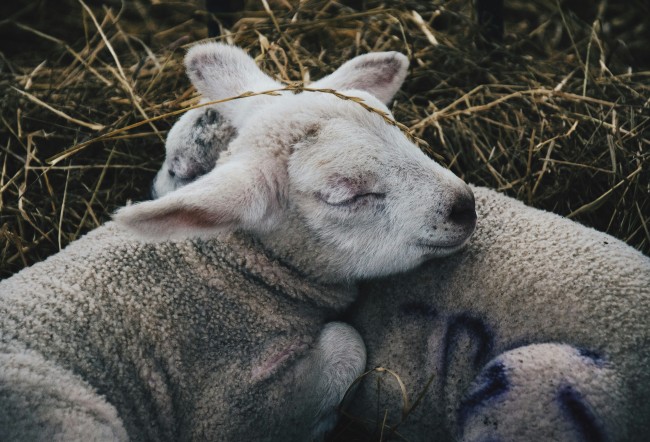 Urlaub am Premium Bauernhof Dirtlergut am Hauser Kaibling © Daniel o´Dowd auf Unsplash